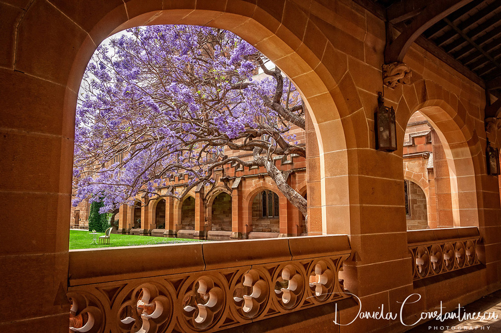 Sydney University 2015-Jacaranda Tree View from thePassageway